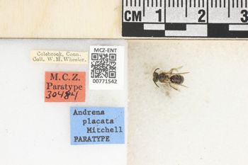 Media type: image;   Entomology 771542 Aspect: Labels